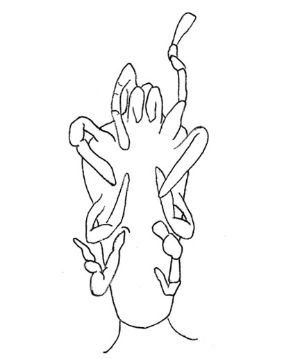 Drawing of ZD8 (ventral)