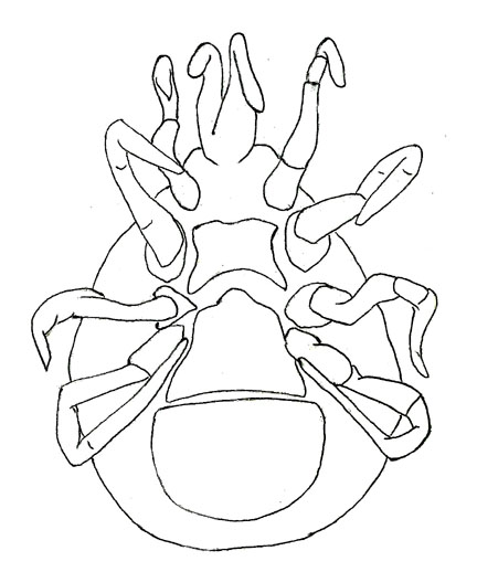 Drawing of ZE2 (ventral)
