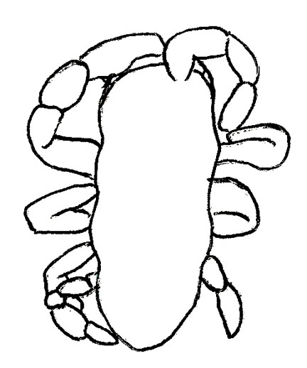 Drawing of ZG6 (dorsal)