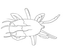 Drawing of ZI2 (dorsal)