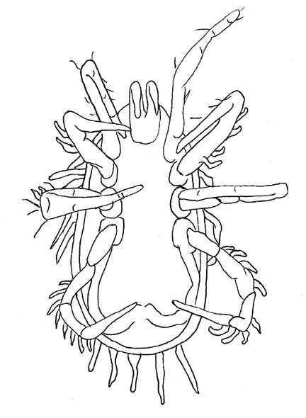Drawing of ZI2 (ventral)