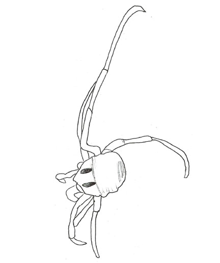 Drawing of ZJ5 (dorsal)