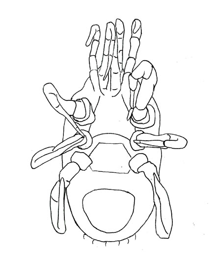 Drawing of ZJ7 (ventral)