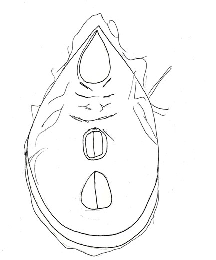 Drawing of ZK1 (ventral)