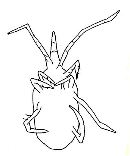 Drawing of ZK3 (ventral)
