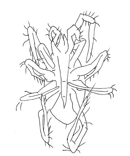 Drawing of ZK4 (ventral)