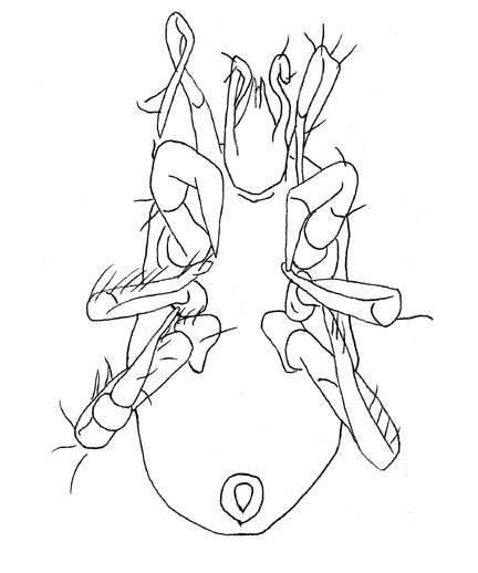 Drawing of ZK6 (ventral)