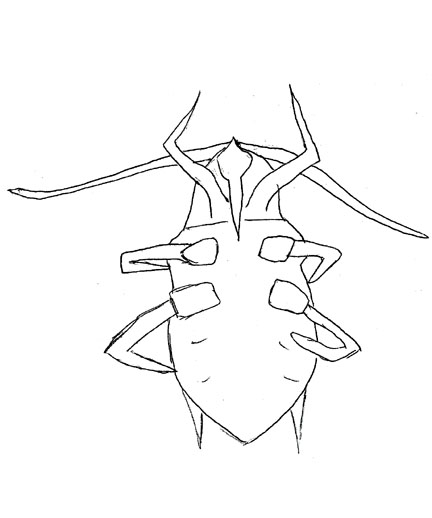 Drawing of ZK9 (ventral)
