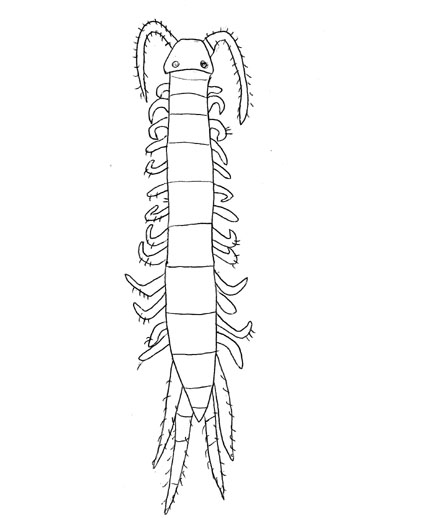 Drawing of ZL7 (dorsal)