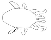 Drawing of ZL9 (dorsal)
