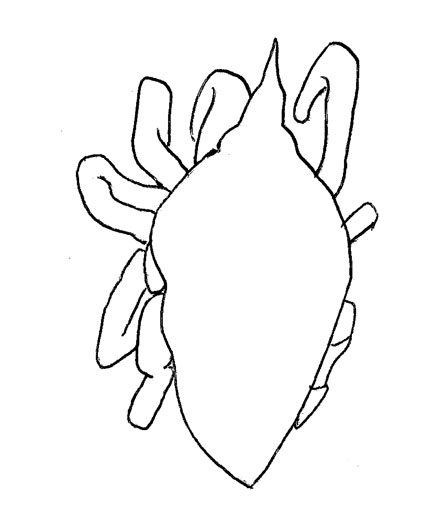 Drawing of ZM7 (dorsal)