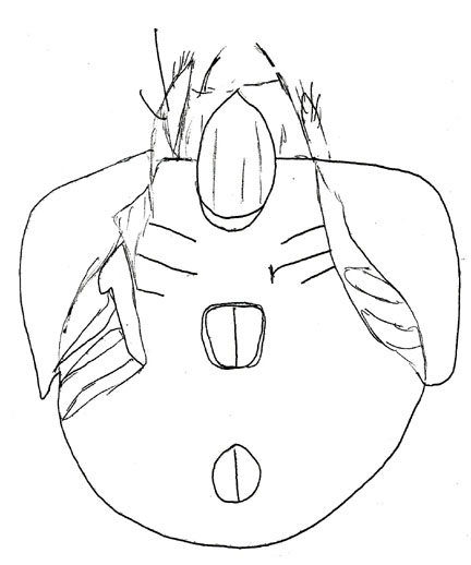 Drawing of ZM9 (ventral)