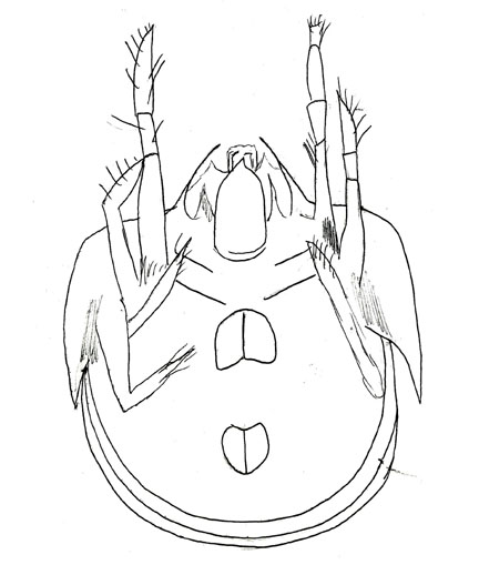 Drawing of ZN1 (ventral)