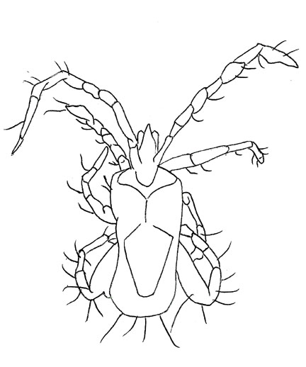 Drawing of ZN2 (dorsal)