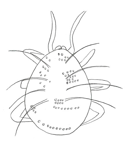 Drawing of ZN4 (dorsal)