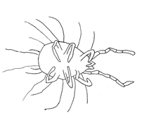 Drawing of ZN4 (ventral)