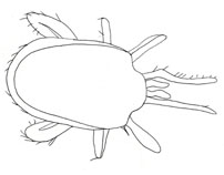 Drawing of ZN7 (dorsal)