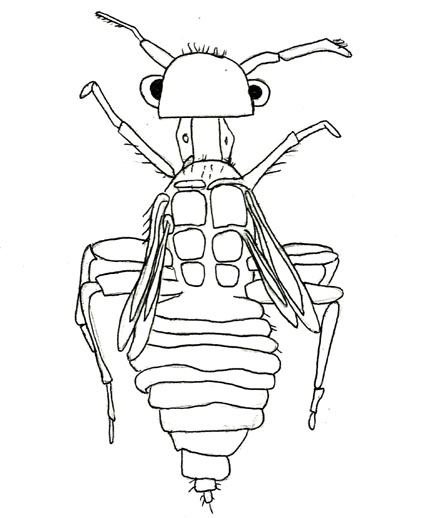 Drawing of ZN8 (dorsal)
