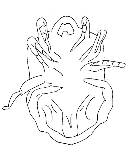 Drawing of ZO4 (ventral)