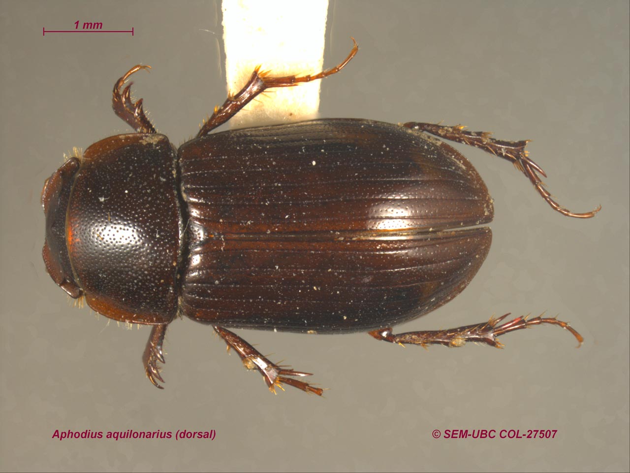 Coleoptera scarabaeoidae  pachipus candidae    italy crotone 