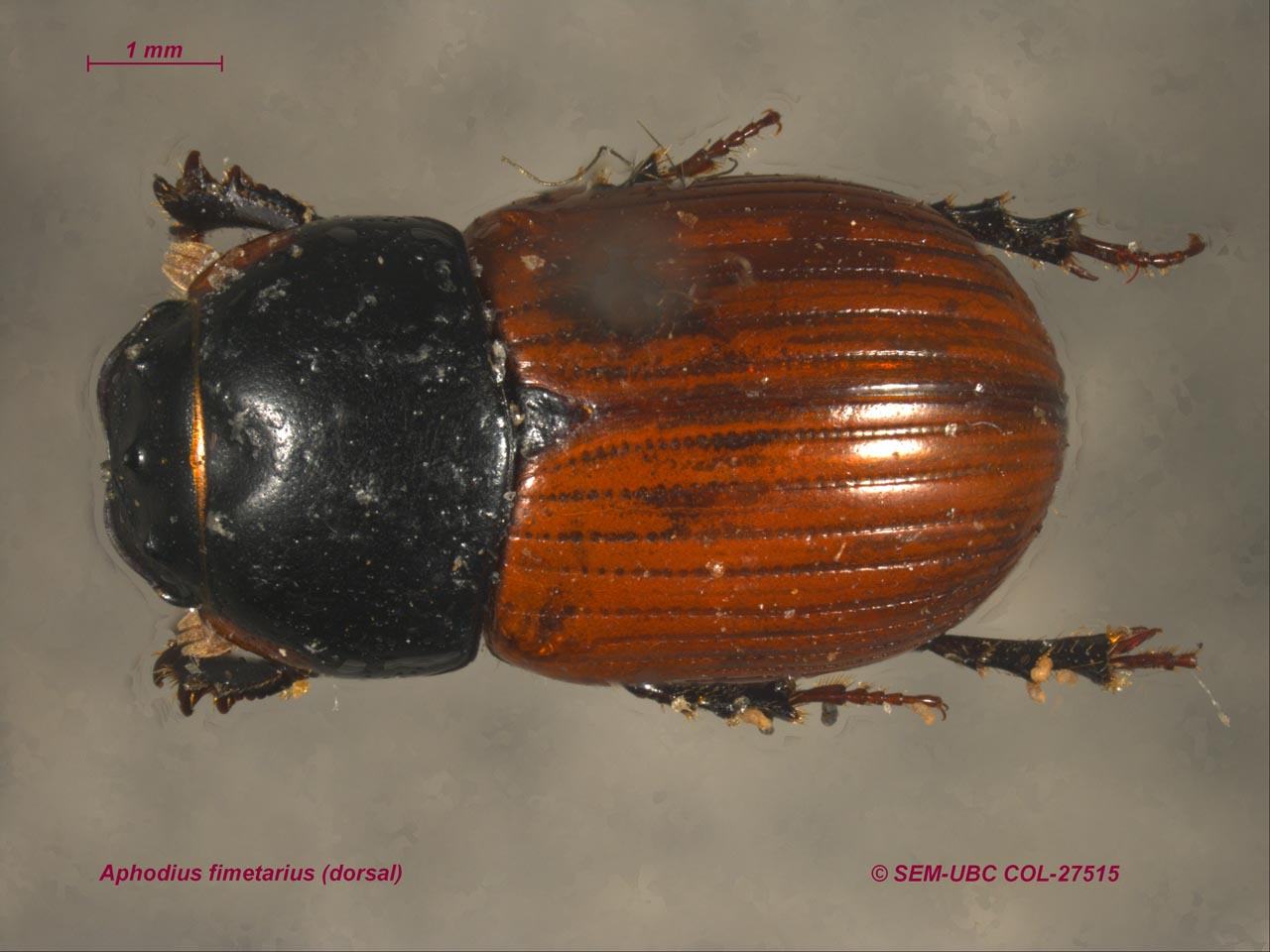 Coleoptera scarabaeoidae 5exx .aphodius pedellus  italy lazio  roma 