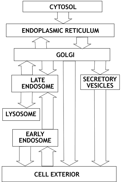 Endomembrane System Flow Chart