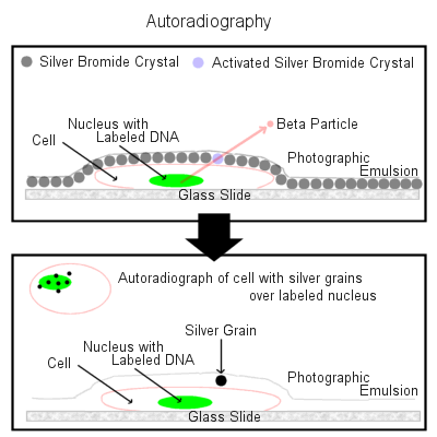How Autoradiography Works