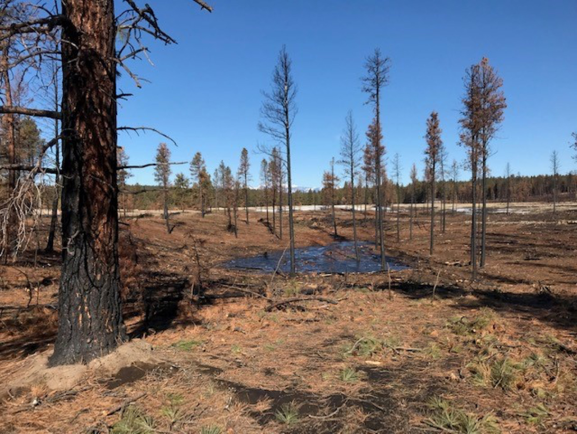 A large, charred tree is in the foreground and there are a few small conifers, some completely burned. The ground is mostly brown and barren, except for a few dots of green.