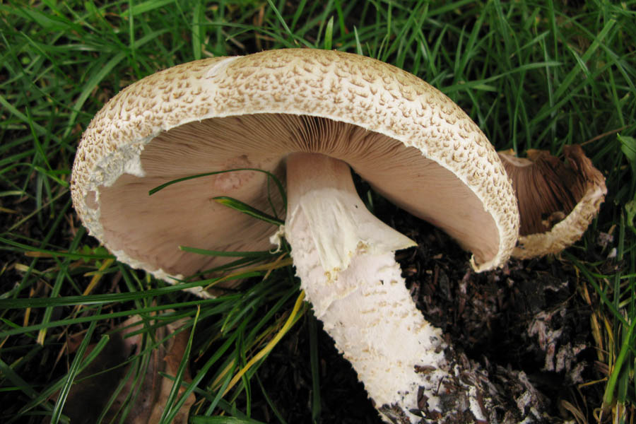 Mushrooms Up Edible And Poisonous Species Of Coastal Bc And The Pacific Northwest
