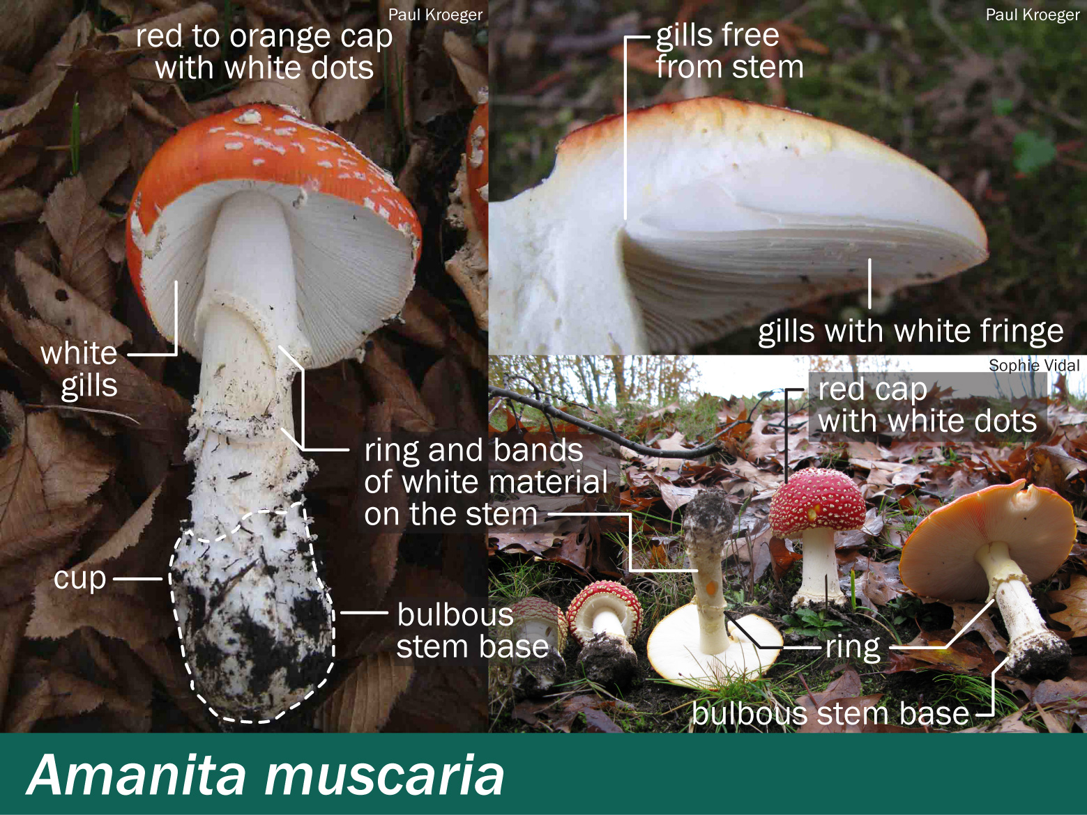 Amanita muscaria – Mushrooms Up! Edible and Poisonous Species of Coastal BC  and the Pacific Northwest