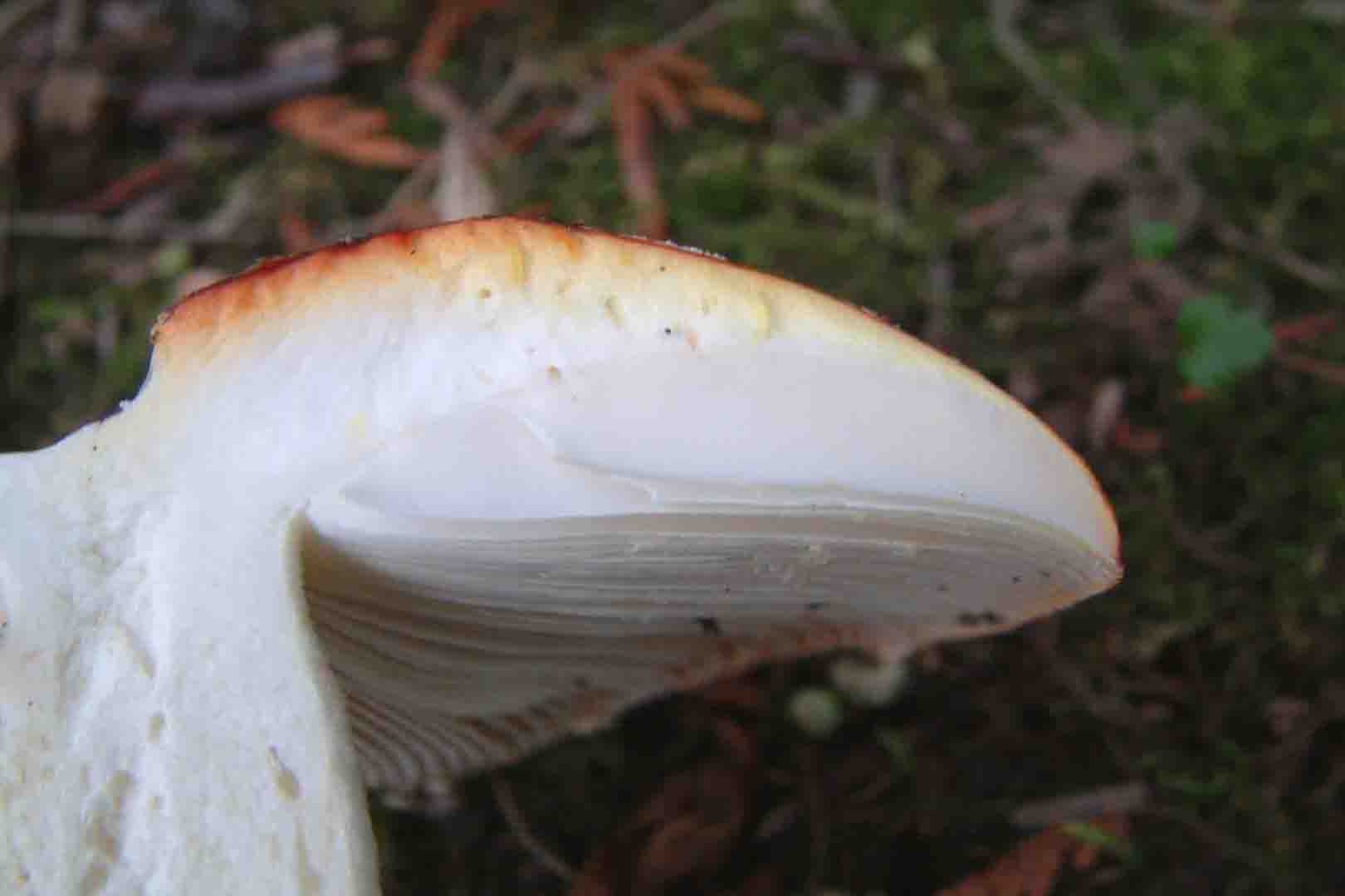 Lawnmower's mushroom