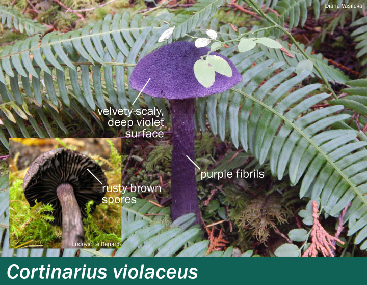 Cortinarius violaceus, purple mushroom on forest floor