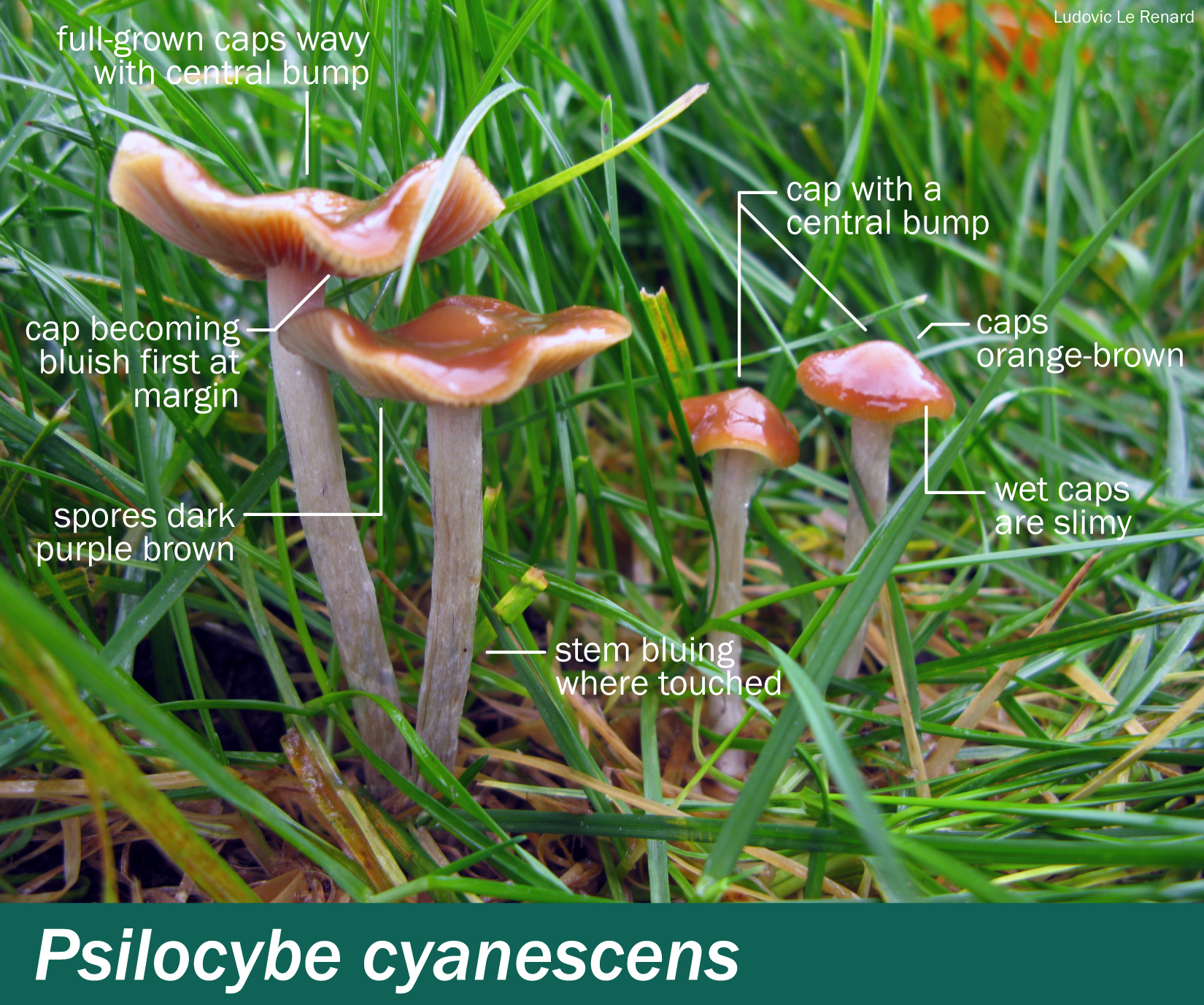 Psilocybe Cyanescens Mushrooms Up Edible And Poisonous Species Of Coastal And The Pacific Northwest