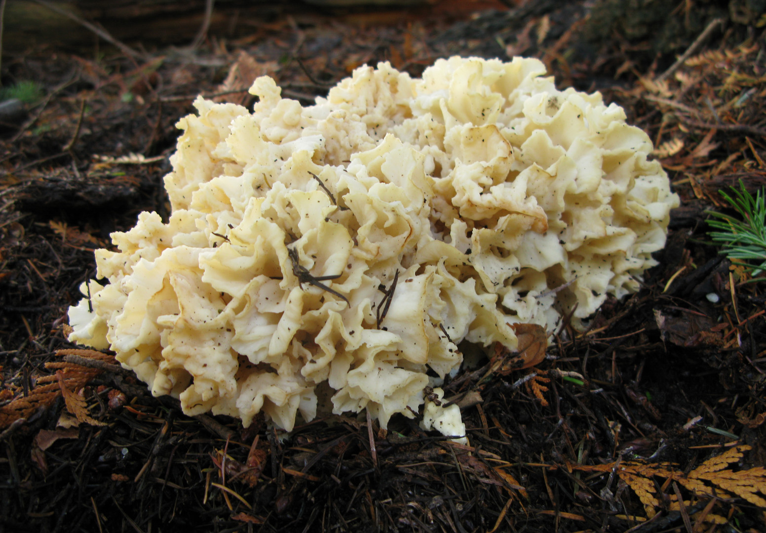 Cauliflower mushroom, Sparassis radicata