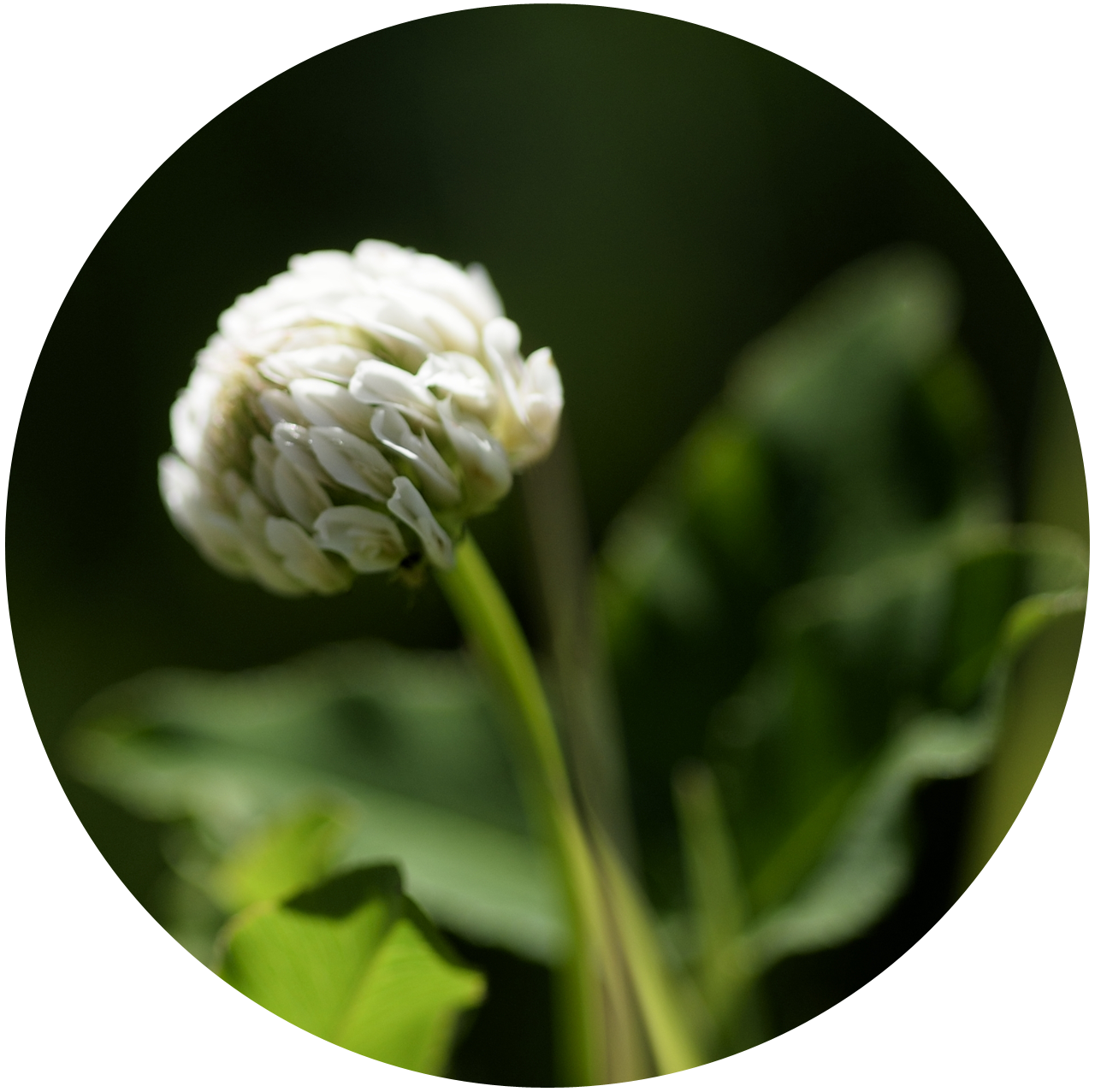 White clover, Trifolium repens. White flowers in a globe-like inflorescence.