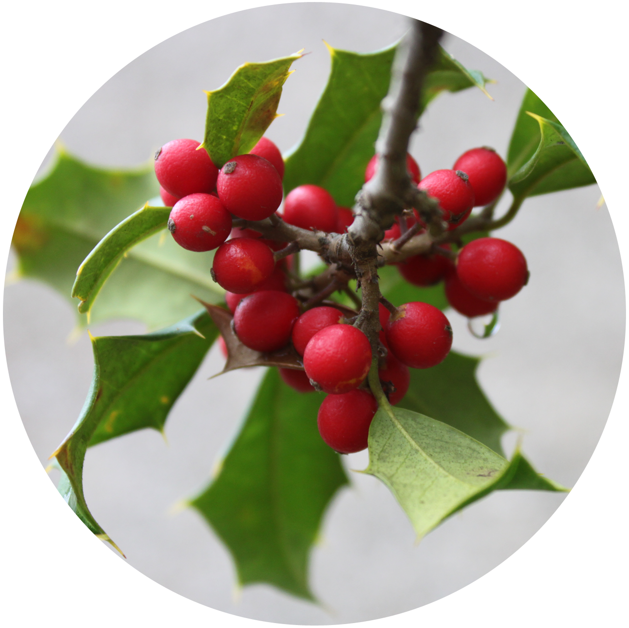 English holly, Ilex aquifolium. Red berries with evergreen leaves.