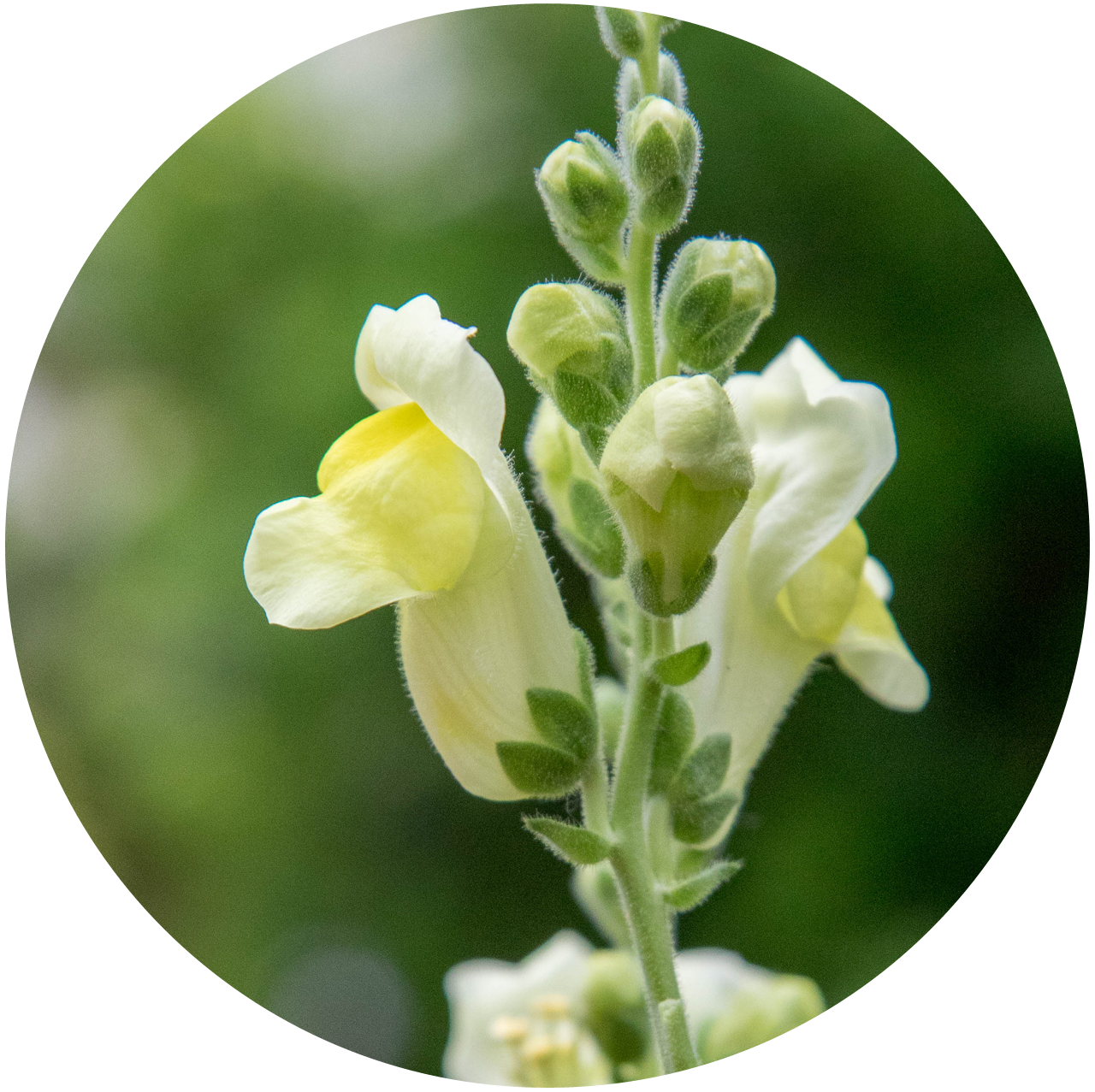 Snapdragon, Antirrhinum sp. Pale yellow tube-shaped flowers on a spike-shaped inflorescence.
