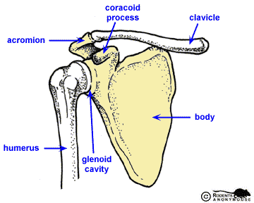 Right Pectoral Girdle: scapula - anterior view.