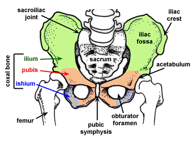 Pelvic girdle - anterior view.