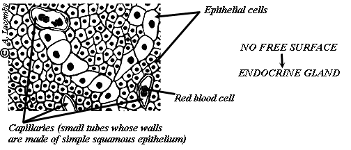 Al S Tutorial Histology Epithelium Glandular Epithelia