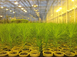 Large numbers of plants are being genotyped and phenotyped in six environments including a greenhouse, out door nursery beds, and 4 controlled environment growth chambers. Photo from AdapTree website.