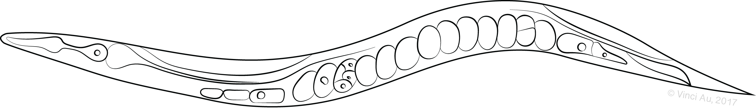 Outline of C. elegans