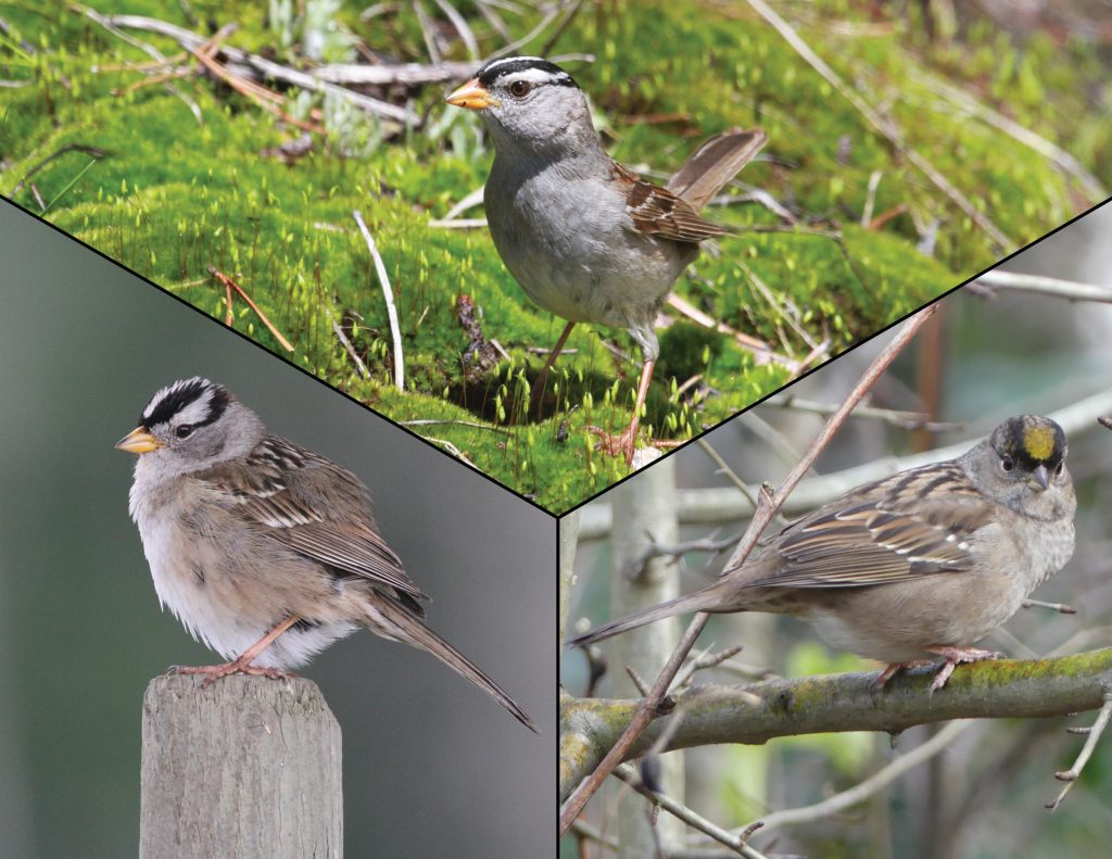 Three crowned sparrows: Zonotrichia leucophrys gambellii (top), Z. l. pugetensis (left), and Z. attricapilla (right). Photos by Darren Irwin.