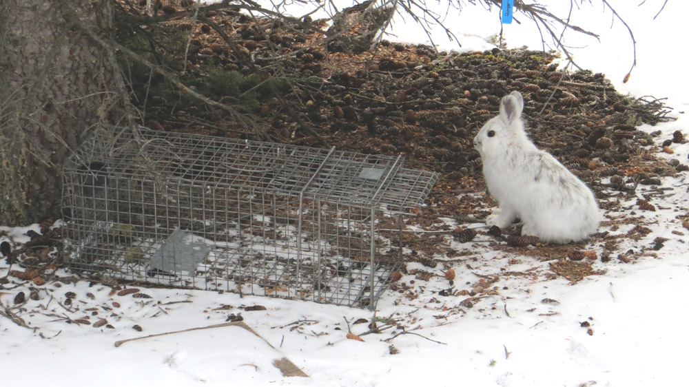 snowshoe hare next to live trap