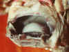 dogfish lens.jpg (29547 bytes)