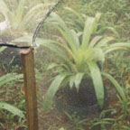 bromeliads under a net to prevent insects from laying eggs in the water trapped by the leaves