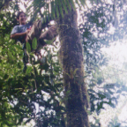 Diane descending from the canopy