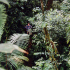 primary rainforest, from the canopy