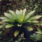 bromeliad in secondary rainforest