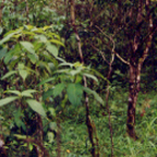 secondary rainforest